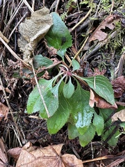 Penstemon serrulatus