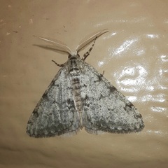 Phigalia strigataria