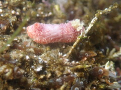 Lissothuria nutriens