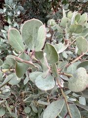 Arctostaphylos glandulosa