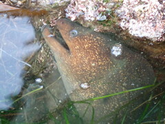 Gymnothorax mordax