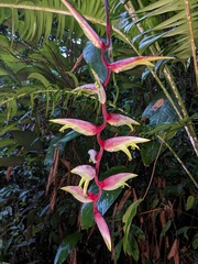 Heliconia chartacea