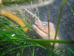 Gymnothorax mordax