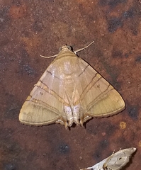Eulepidotis addens