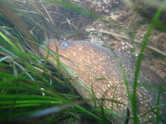 Gymnothorax mordax
