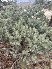 Arctostaphylos glandulosa