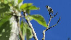 Sporophila morelleti