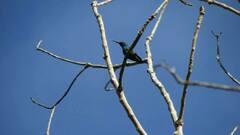 Anthracothorax prevostii