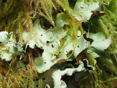 Cetrelia cetrarioides