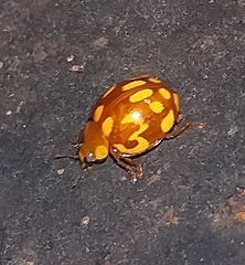 Neocalvia cayennensis