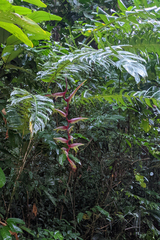 Heliconia chartacea