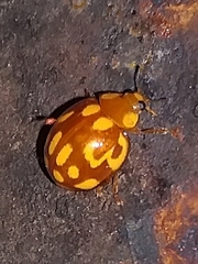 Neocalvia cayennensis