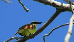 Pitangus sulphuratus