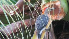 Melanerpes aurifrons