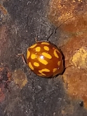 Neocalvia cayennensis