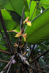 Ischnosiphon obliquus