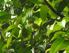 Chalcoparia singalensis