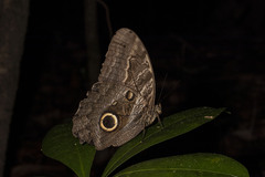 Caligo illioneus
