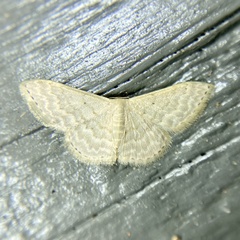 Idaea eretmopus