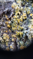 Caloplaca marina subsp. americana image