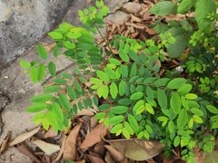 Phyllanthus reticulatus