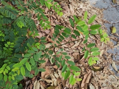 Phyllanthus reticulatus
