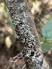 Menegazzia