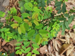 Phyllanthus reticulatus