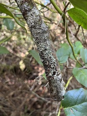 Menegazzia