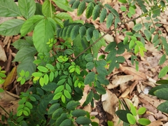 Phyllanthus reticulatus