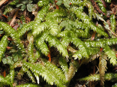 Plagiothecium undulatum