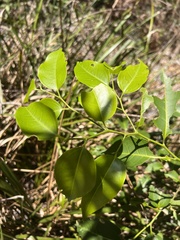 Celtis paniculata