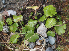 Boykinia occidentalis