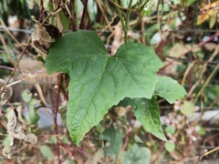Luffa aegyptiaca