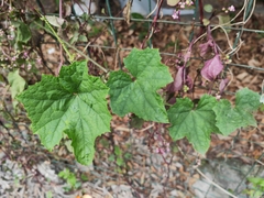 Luffa aegyptiaca