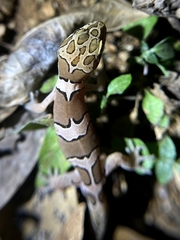 Cyrtodactylus collegalensis