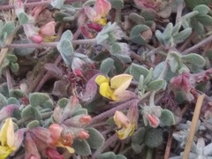 Acmispon decumbens