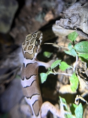 Cyrtodactylus collegalensis