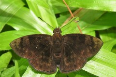 Pachyneuria licisca