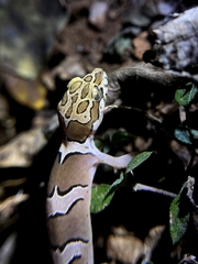 Cyrtodactylus collegalensis