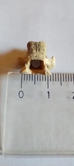 Ctenomys