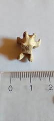 Ctenomys