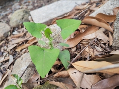 Persicaria perfoliata