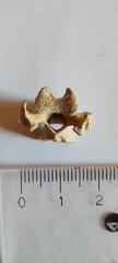 Ctenomys
