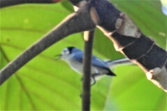 Polioptila bilineata