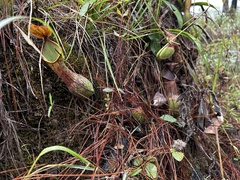 Nepenthes