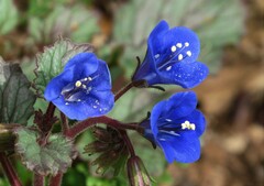 Phacelia campanularia