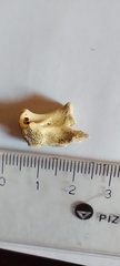 Ctenomys