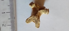 Ctenomys