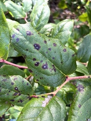 Diplocarpon rosae